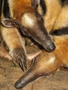 A pair of lesser anteaters
