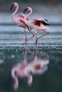 A pair of Lesser Flamingos, Bogoria lake