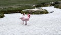 A pair of Lesser Flamingos, Phoeniconaias minor, in south africa, are seen standing gracefully on top of a body of water Royalty Free Stock Photo