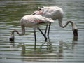 Pair of lesser flamingos in pond Royalty Free Stock Photo