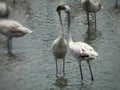 Pair of lesser flamingos in pond Royalty Free Stock Photo