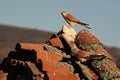 A pair of the lesser kestrel Falco naumanni sitting on the old crashed roof Royalty Free Stock Photo