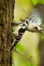 The pair of Lesser Spotted Woodpecker Dendrocopos minor at the entrance to their nest. Female is waiting with full beak of cater Royalty Free Stock Photo