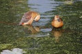 Pair of Lesser whistling duck India
