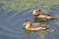 Pair of Lesser whistling duck India