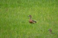 Pair of Lesser whistling ducks in the field