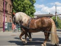 Pair of light-brown working horses on the street of German town during holiday parade on Beer Festival week.