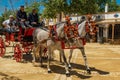 A pair of light gray horse-drawn horses, harnessed to the carriage. Right view. Horse Feria, Jerez de la Frontera, Andalusia, Spai