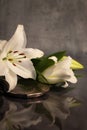 Pair of Lilies and Hand Mirror