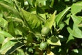 A pair of limes on the tree surrounded by leaves.