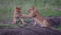 Pair of lion cubs play in Kenya Royalty Free Stock Photo