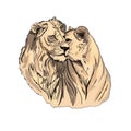 pair of lion and lioness. Fashion illustration of predators. African animals, realistic hand drawing