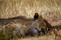 A pair of lionesses asleep under a tree Royalty Free Stock Photo