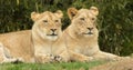 Pair of lionesses