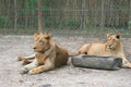 Pair of lions females laying on the ground in front of fence. Natural outdoor Zoo in Thailand. Scratched muzzle of mature Lion.