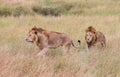 Pair of Lions in kenya stalking through the grass Royalty Free Stock Photo