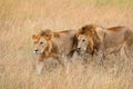 Pair of Lions in kenya stalking through the grass Royalty Free Stock Photo