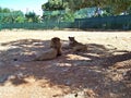 Pair of lions lie in shade under tree in safari zoo