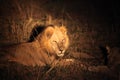 A pair of Lions Panthera leo lying together after coupling. Lions love in Zambia Royalty Free Stock Photo