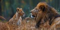 A pair of lions sitting next to each other in close proximity