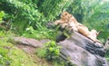 A pair of lions and their cute cubs are sitting together on the rocks