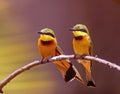 Pair of little bee eaters Royalty Free Stock Photo