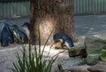 A pair of Little Blue Penguins ( Eudyptula minor) expressing love Royalty Free Stock Photo