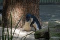 A pair of Little Blue Penguins ( Eudyptula minor) expressing love Royalty Free Stock Photo