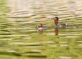 A Pair of Little Grebe enjoying the weather