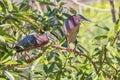 Pair of Little Green Herons Perched In A Tree