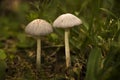 Pair of little mushrooms in the ground - macro shot Royalty Free Stock Photo