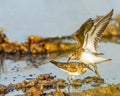 A pair Little Stint near a wet land