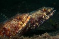 Underwater macro life in the Lembeh Straits of Indonesia