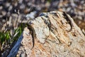 Pair of lizards resting on rock next to beach Royalty Free Stock Photo