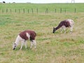 A pair of llamas feeding