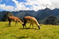 Pair of Llamas in the Peruvian Andes mountains Royalty Free Stock Photo