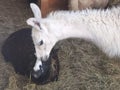 Pair of llamas white young llama kissing black young llama Royalty Free Stock Photo