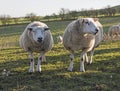 Pair of Lleyn sheep livestock in field Royalty Free Stock Photo