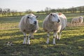 Pair of Lleyn sheep livestock in field Royalty Free Stock Photo