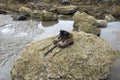 Pair of lonely hiking boots Royalty Free Stock Photo