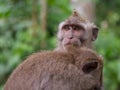 Pair of long tailed macaque grooming each other