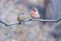 Long-tailed Rosefinch