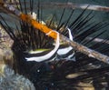 A pair of Longfin Bannerfish Heniochus acuminatus Royalty Free Stock Photo