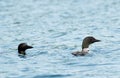 Pair of Loons Royalty Free Stock Photo