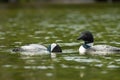 Pair of Loons in Maine Royalty Free Stock Photo