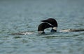 Pair of Loons in Maine Royalty Free Stock Photo