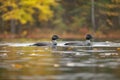 A Pair Of Loons Swimming In A Mountain Lake. Generative AI Royalty Free Stock Photo