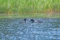 A Pair of Loons Swimming on a Remote Lake Royalty Free Stock Photo