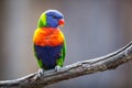 A Lorikeet on a tree branch Royalty Free Stock Photo