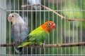 Pair of lovebird couple in the cage